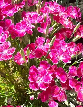 VUORINEILIKKA PILLOW PURPLE - Muut perennat - 2082685600001 - 1