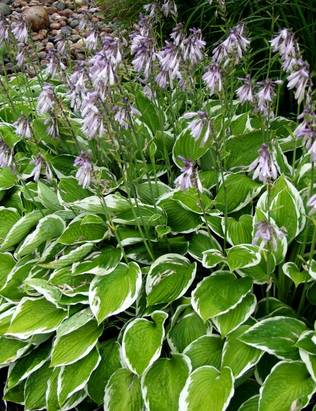 KOMEAKUUNLILJA FRANCEE - Kuunliljat - 2003600700002 - 1