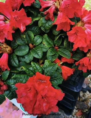 LAMOALPPIRUUSU SCARLET WONDER - Alppiruusut - 2045901900002 - 1