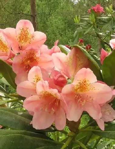 ALPPIRUUSU MERJA - Alppiruusut - 2010239500002 - 1