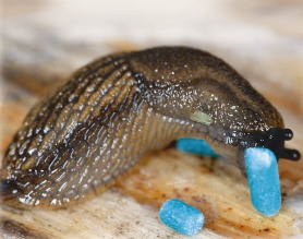 FERRAMOL ETANASYÖTTI 200 G - Tuholaisten torjunta - 4005240006702 - 2