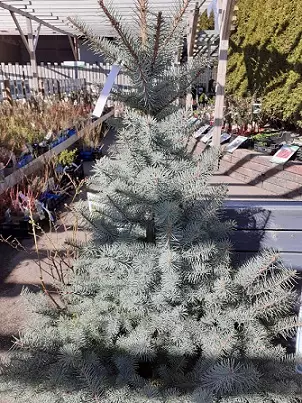 HOPEAKUUSI BLUE DIAMOND - Kuuset - 2002004200002 - 1