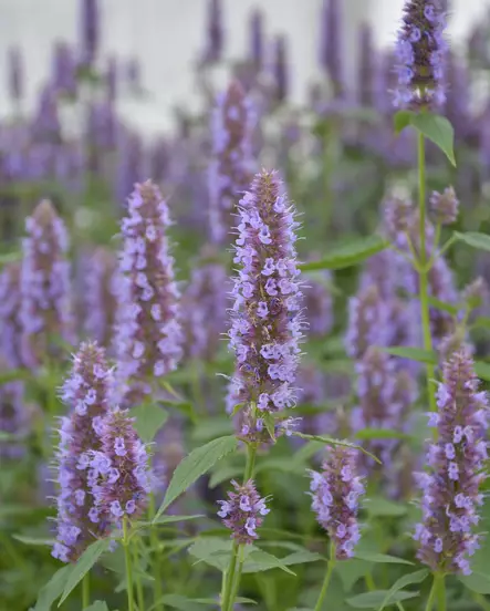 IISO BEELICIOUS PURPLE C2 - Muut perennat - 2060945800002 - 1