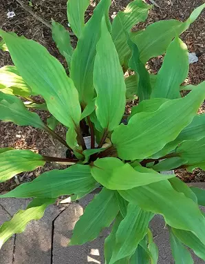 JALOKUUNLILJA ISOÄIDIN HYMY - Kuunliljat - 2012294200002 - 1