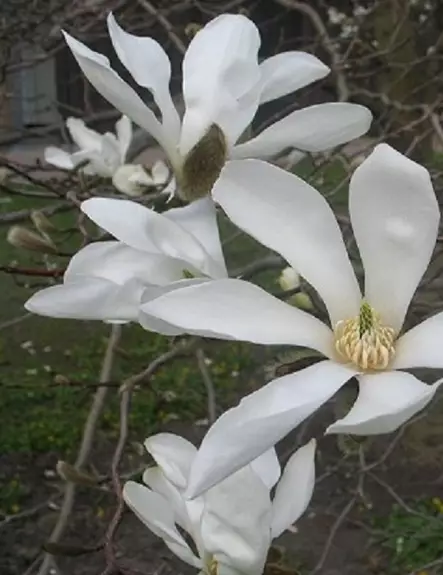 JAPANINMAGNOLIA - Magnoliat - 2052135000002 - 1