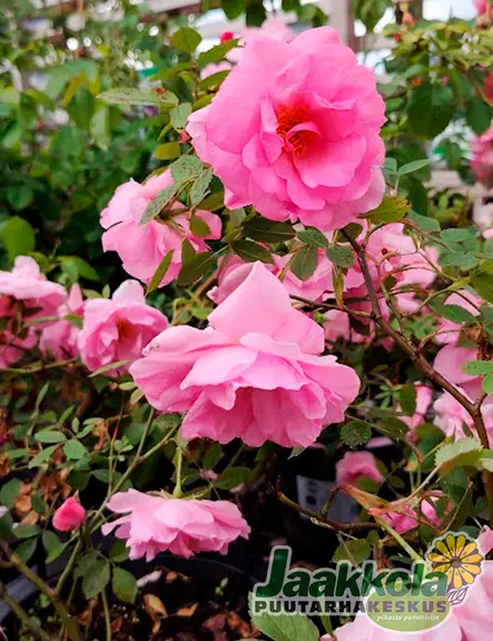 JOHN DAVIS PILARIRUUSU - Köynnösruusut - 2010262100002 - 2