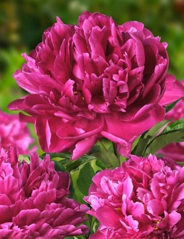 KIINANPIONI KARL ROSENFIELD - Pionit - 2034732100002 - 1