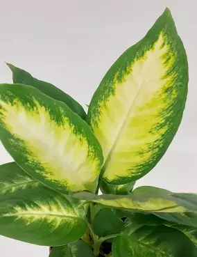 KIRJOVEHKA CAMILLA - Vehkat - 790031323812 - 2