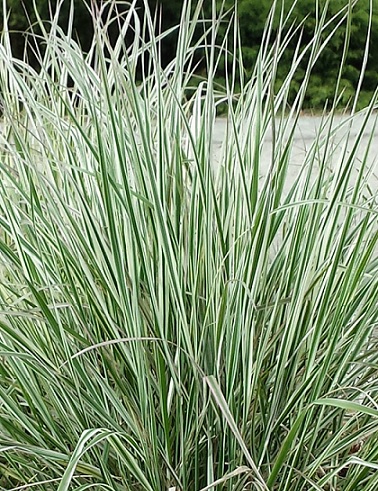 KORISTEKASTIKKA OVERDAM - Koristeheinät - 2001419900002 - 1