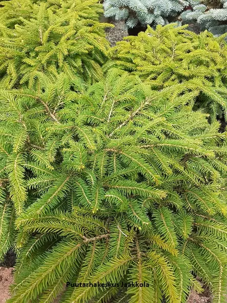 PESÄKUUSI 40-50 cm - Kuuset - 2002003900002 - 1