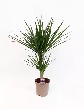 REUNUSTRAAKKIPUU 17 CM RUUKKU - Traakkipuut - 2002120100002 - 1