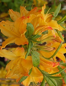 REVONTULIATSALEA GOLDEN LIGHTS - Atsaleat - 2002005500002 - 1