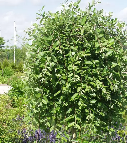 RIIPPARAITA - Muut lehtipuut - 2098674400002 - 1