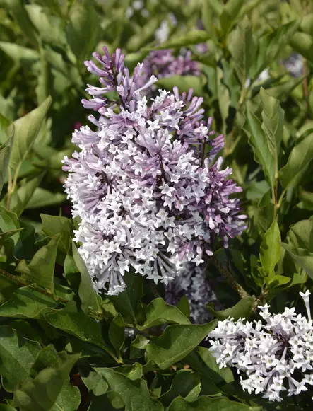 SAMETTISYREENI MISS KIM - Syreenit - 2002204800002 - 1