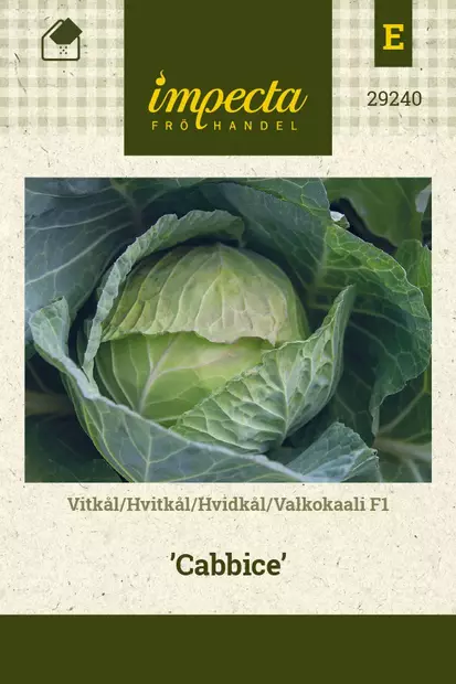VALKOKAALI CABBICE - Kaalin siemenet - 7332756292402 - 1
