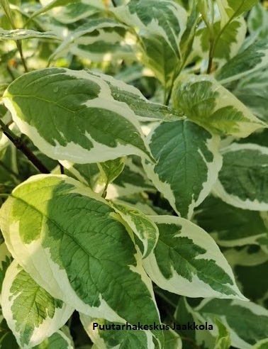 VALKOKIRJOKANUKKA RUNGOLLINEN - Kanukat - 2050431900002 - 1