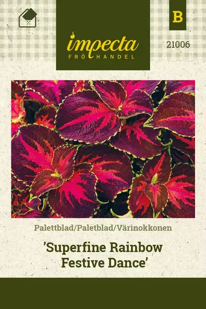 VÄRINOKKONEN RAINBOW FESTIVE DANCE - Muut kesäkukkien siemenet - 7332756210062 - 1