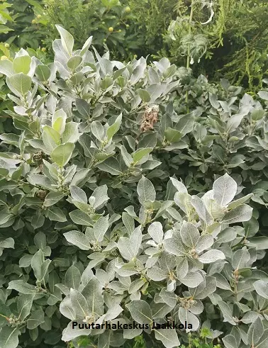 VILLAPAJU - Pajut - 2032336300002 - 1