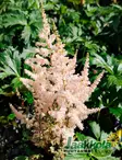 JALOANGERVO BRONZLAUB C2 - Jaloangervot - 2021004900002 - 1
