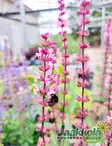 LOISTOSALVIA CARADONNA PINK - Muut perennat - 2050350100002 - 1