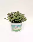 LIISANTYYNY TURTLE - Muut viherkasvit - 8712044129952 - 1