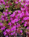HARMAA-AJURUOHO RED CARPET - Muut perennat - 2002257200002 - 1