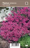 HARMAA-AJURUOHO RED CARPET - Muut perennat - 5413953022572 - 1