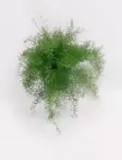 HIENOHELMA - Muut viherkasvit - 2083777800002 - 1