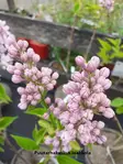 JALOSYREENI ROSE DE MOSCOW - Syreenit - 2042882400002 - 2