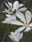 JAPANINMAGNOLIA - Magnoliat - 2052135000002 - 1