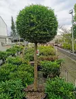 KARTIOTUIJA BRABANT rungollinen 120 cm - Tuijat - 2072051900002 - 1