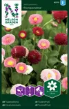 KAUNOKAINEN POMPONETTE - Perennojen siemenet - 7312600957152 - 2