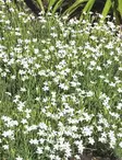 KETONEILIKKA ALBIFLORUS - Muut perennat - 2010625600002 - 1
