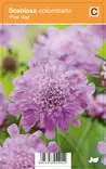 KIVIKKOTÖRMÄKUKKA PINK MIST - Muut perennat - 2034853500002 - 1