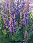 LEHTOSALVIA OSTFRIESLAND - Muut perennat - 2034838200002 - 1
