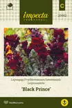 LEIJONANKITA BLACK PRINCE - Muut kesäkukkien siemenet - 7332756209622 - 1