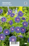LOISTOKURJENPOLVI JOHNSONS BLUE - Kurjenpolvet - 2002927600002 - 1