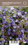 MEIRAMIKISSANKITA BLUE DREAM - Muut perennat - 2034571800002 - 1