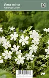 PIKKUTALVIO GERTRUDE JEKYLL - Muut perennat - 2034917400002 - 1