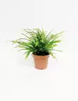 PYSTYSULKASANIAINEN DUFFII - Saniaiset - 2010200100002 - 1