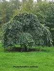 RIIPPAJALAVA 8-10 C20 - Muut lehtipuut - 2010449000002 - 1