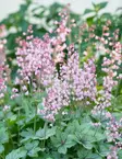 RUSOHALTIANKUKKA PINK FIZZ - Muut perennat - 2068620800002 - 1