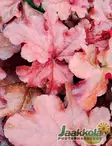 TARHAKEIJUNKUKKA BOYSENBERRY - Keijunkukat - 2034665400002 - 2