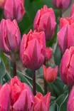 TULPPAANI PRETTY PRINCESS 6 KPL/PSS - Tulppaanin sipulit - 8711148252672 - 1
