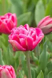 TULPPAANI SUNSET TROPICAL 6 KPL/PSS - Tulppaanin sipulit - 8711148245612 - 1