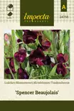 TUOKSUHERNE SPENCER BEAUJOLAIS - Muut kesäkukkien siemenet - 7332756247662 - 1