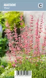 YRTTI-IISO FLEUR - Muut perennat - 2049645400002 - 1