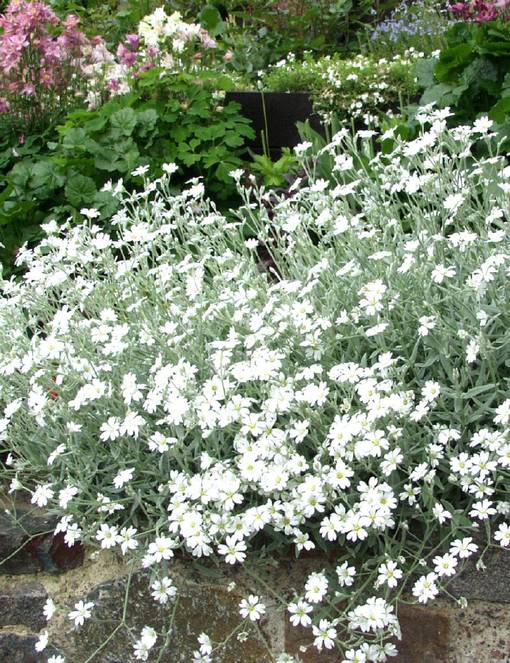 HOPEAHÄRKKI - Muut perennat - 2099377300002 - 1