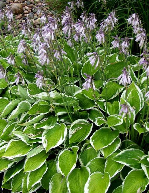 KOMEAKUUNLILJA FRANCEE - Kuunliljat - 2003600700002 - 1