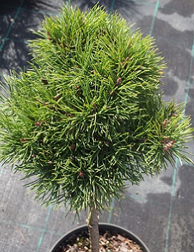 KÄÄPIÖVUORIMÄNTY RUNGOLLINEN - Männyt - 2030668700002 - 1